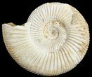 Perisphinctes Ammonite - Jurassic #68200-1